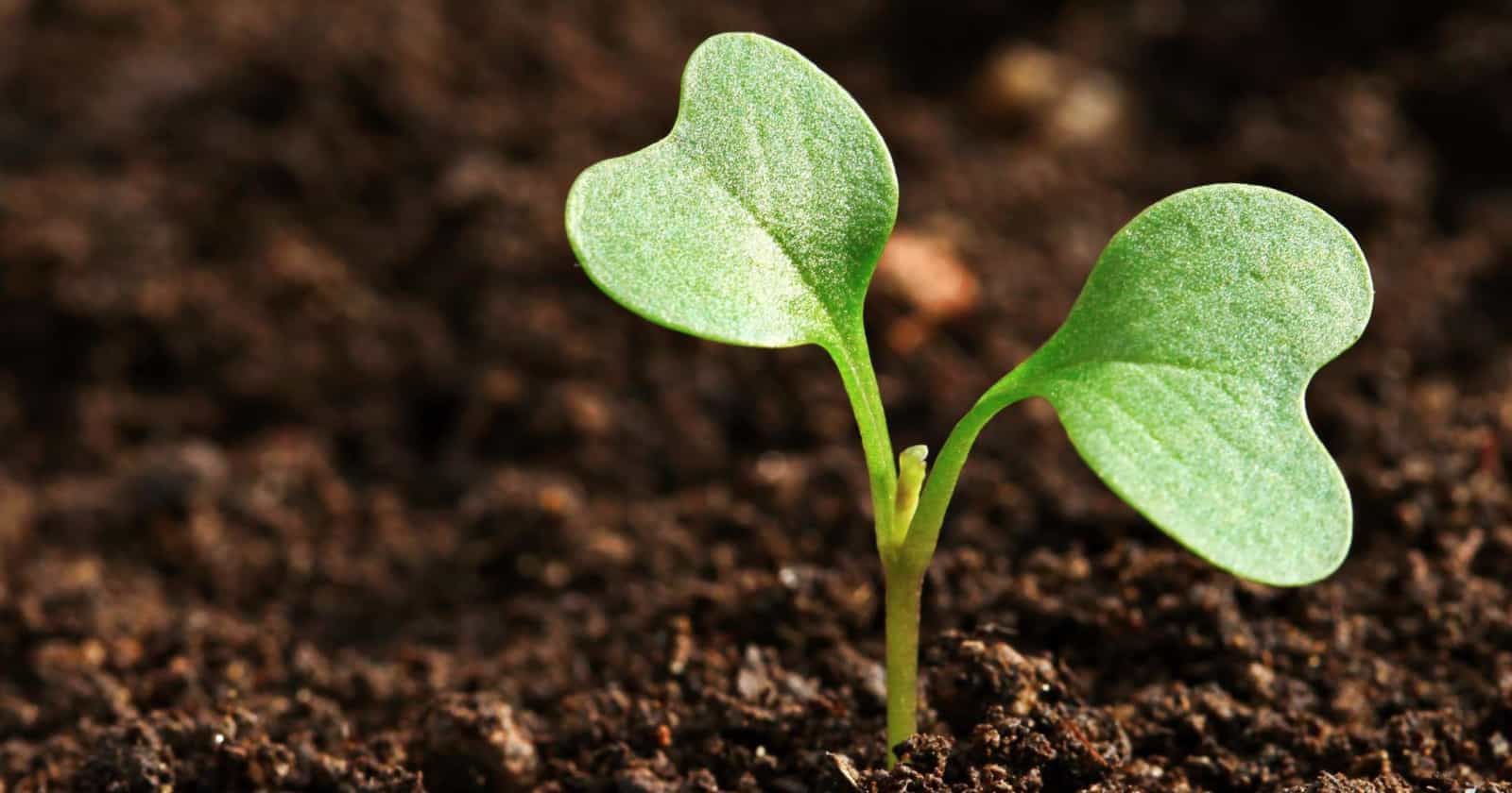 Gesso Agrícola Pode Aumentar a Produtividade das Plantas